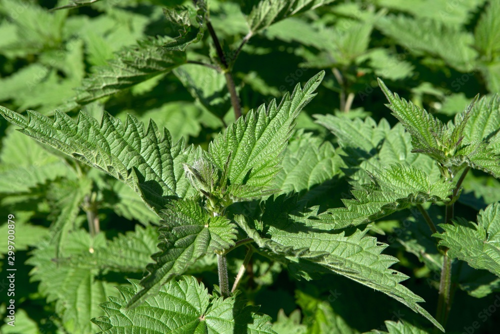 Emmen Noordbargeres. Plants. Nettles Emmen Noordbargeres. Plants. Nettles