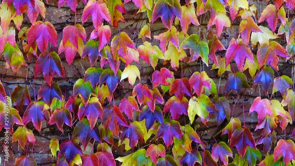 Ivy on the brick wall of the house. Shooting in the fall. Ivy on the brick wall of the house. Shooting in the fall.