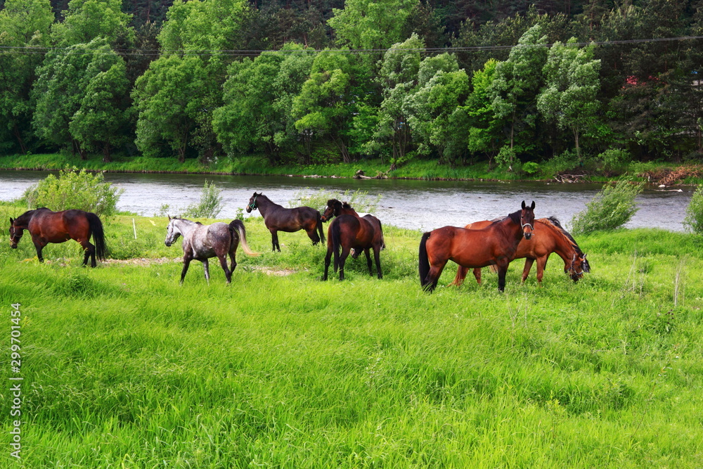 Spring. Grazing Horse. Piwniczna-Zdroj, Poland. Spring. Grazing Horse. Piwniczna-Zdroj, Poland.