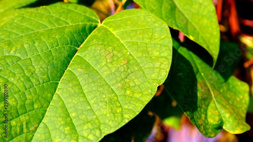 Green leaves of trees in a city park. Background image for design.