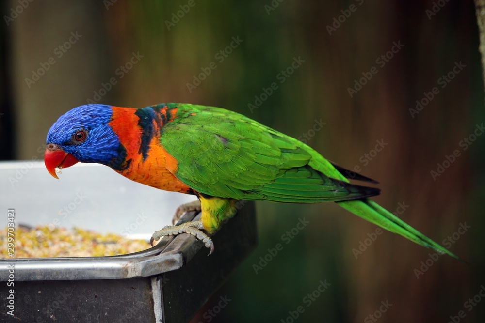 Naklejka premium Lory Bird Feeding