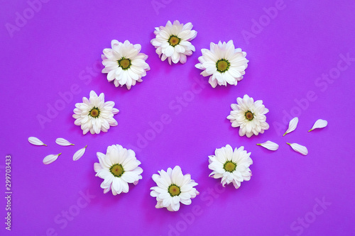 White chrysanthemum in the shape of circle on a purple background