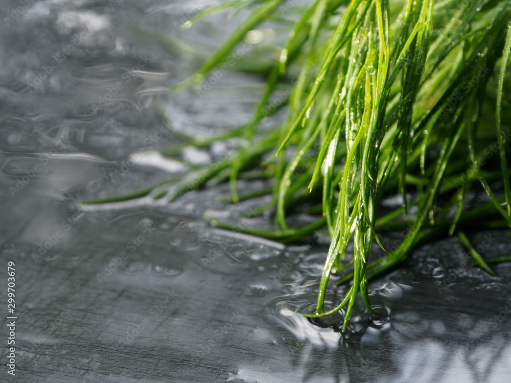 Beautiful photo of dill, on a black stone background. A bunch of wet dill after rain. Beautiful photo of dill, on a black stone background. A bunch of wet dill after rain.