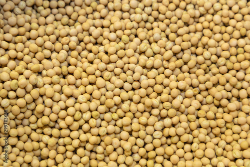 soybean seeds close-up 