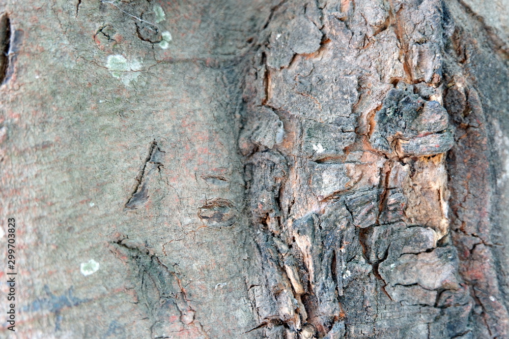 Tree bark background / texture.old wood skin wood texture wood Natural wood background natural.Bark of Elm. Seamless Tileable Texture.natural background,texture / With copy space. Tree bark background / texture.old wood skin wood texture wood Natural wood background natural.Bark of Elm. Seamless Tileable Texture.natural background,texture / With copy space.