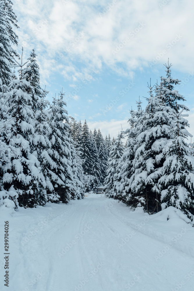 Fototapeta premium Winter fir forest in snow Carpathians in Ukraine.