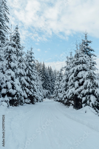 Winter fir forest in snow Carpathians in Ukraine. © dvv1989