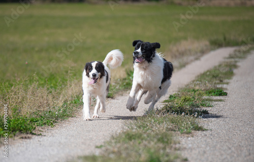 landseer dog pure breed playing fun lovely puppy