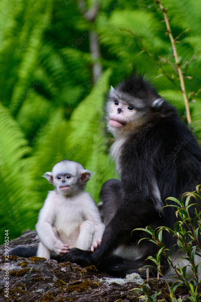 Infant Black Snub-Nosed Monkey and Mother, Snub-Nosed Monkey National Park, Three Parrellel Rivers Protected Area, Yunnan, Province, China Infant Black Snub-Nosed Monkey and Mother, Snub-Nosed Monkey National Park, Three Parrellel Rivers Protected Area, Yunnan, Province, China