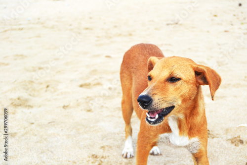 Pet Dog Plays on The White Sand of Sandy Beach On a Background of Landscape Ocean Sea Beach. The Bright Summer Sun Shine. Pet Dogs For a Walk. Family Pet Having Fun