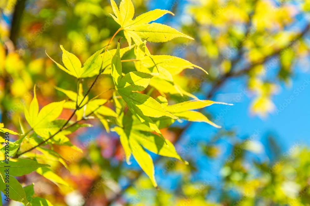 autumn leaves on tree