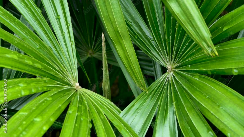 Sunlight on the palm leaf.Bright juicy exotic tropical greens in the jungle forest equatorial climate. Sunlight on the palm leaf.Bright juicy exotic tropical greens in the jungle forest equatorial climate.