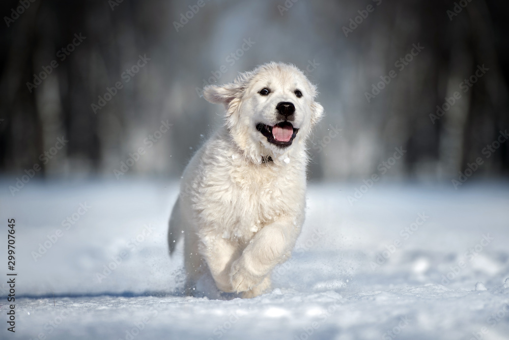 happy golden retriever puppy running in the snow - obrazy, fototapety, plakaty 
