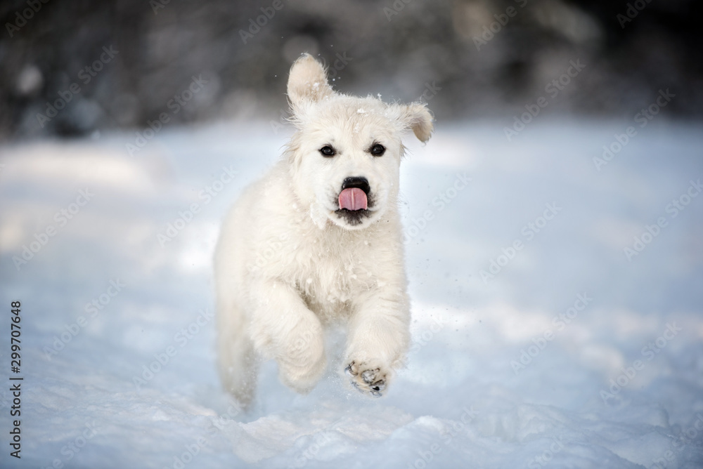 golden retriever puppy running outdoors in winter