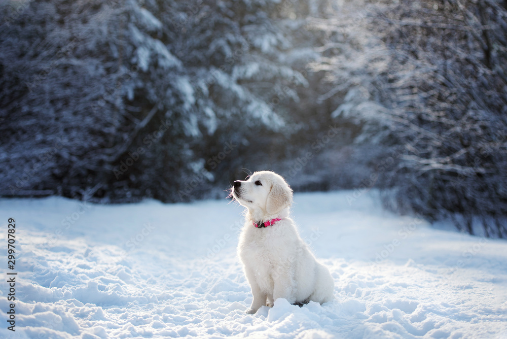 golden retriever puppy sitting in the forest in winter - obrazy, fototapety, plakaty 