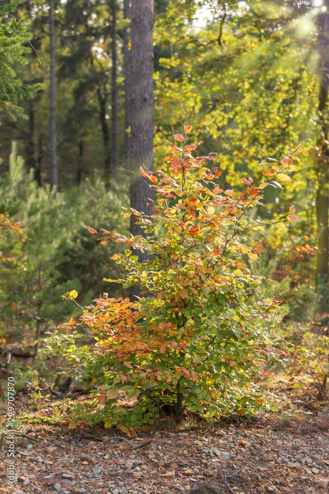 Kleiner Baum mit bunten Blättern Kleiner Baum mit bunten Blättern