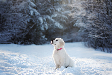 golden retriever puppy sitting in the forest in winter