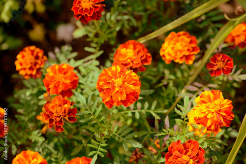 Bright marigold flowers in the summer garden on a sunny day. Retro style toned