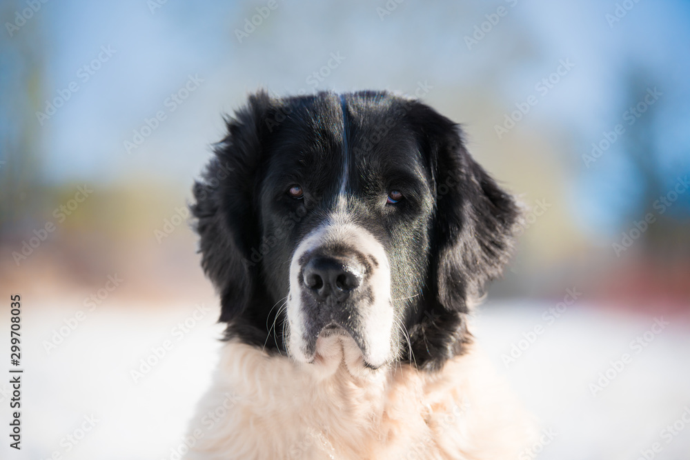 landseer in the snow winter white playing pure breed landseer in the snow winter white playing pure breed
