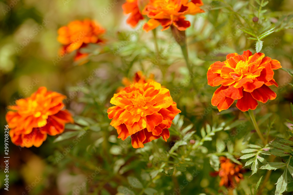 Bright marigold flowers in the summer garden on a sunny day. Retro style toned Bright marigold flowers in the summer garden on a sunny day. Retro style toned
