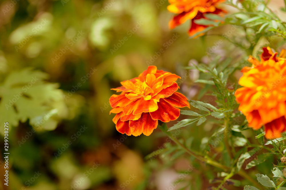 Bright marigold flowers in the summer garden on a sunny day. Retro style toned Bright marigold flowers in the summer garden on a sunny day. Retro style toned