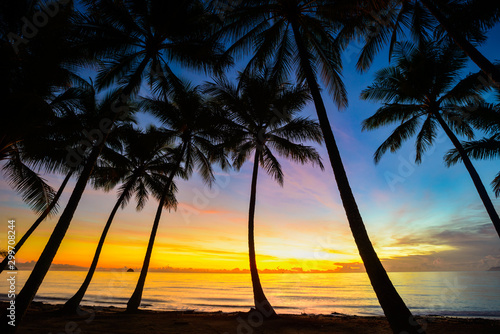 Palm Tree Silhouette  Palm Cove  Australia