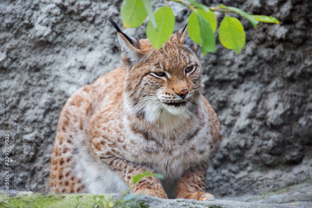 The Eurasian lynx. It is the largest of all lynxes. Legs large well furred in winter, which allows the lynx to walk on the snow without sinking. On tinnitus long tassels. The Eurasian lynx. It is the largest of all lynxes. Legs large well furred in winter, which allows the lynx to walk on the snow without sinking. On tinnitus long tassels.