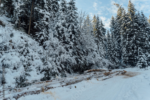 Cut down trees in winter in the snow, snow-covered tree trunks, Carpathians.