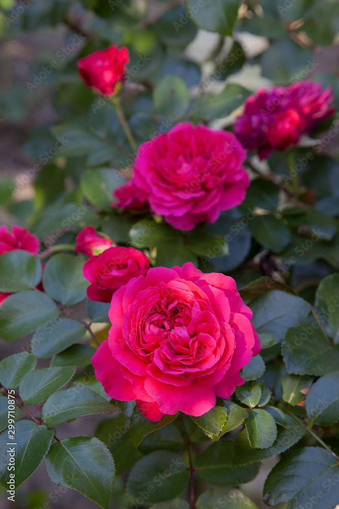 Beautiful rose bush growing in the garden.