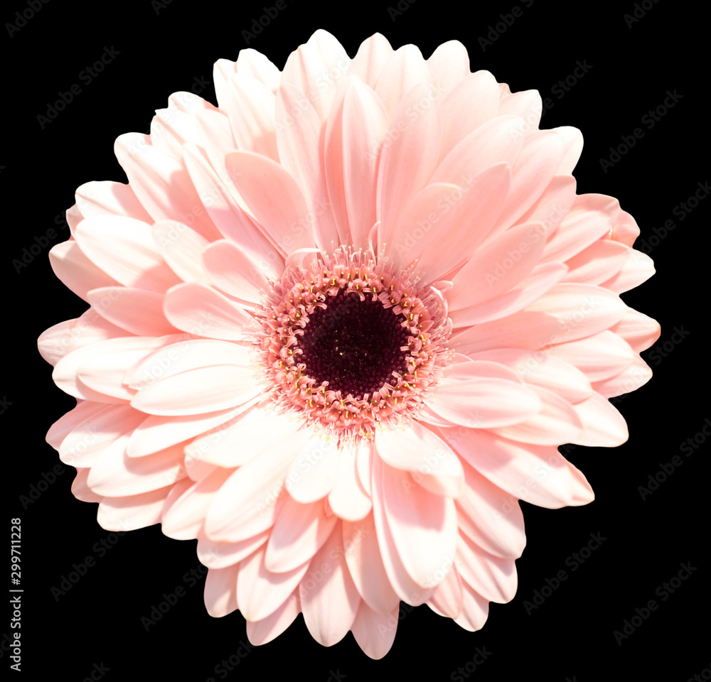 Fototapeta premium single pink gerbera isolated on black background