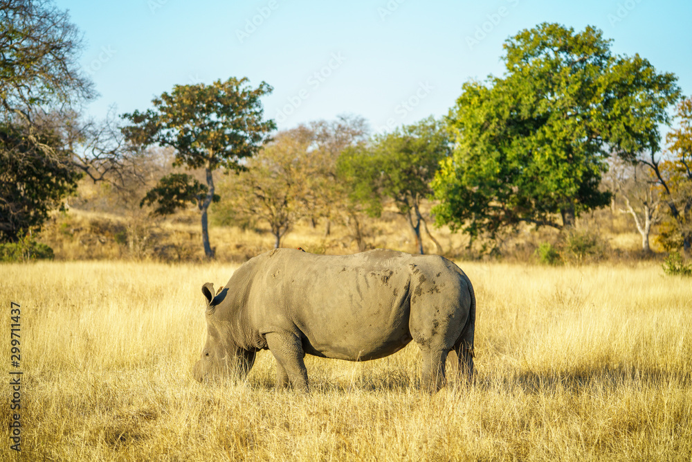 Fototapeta premium white rhino without horns in kruger national park, south africa 18