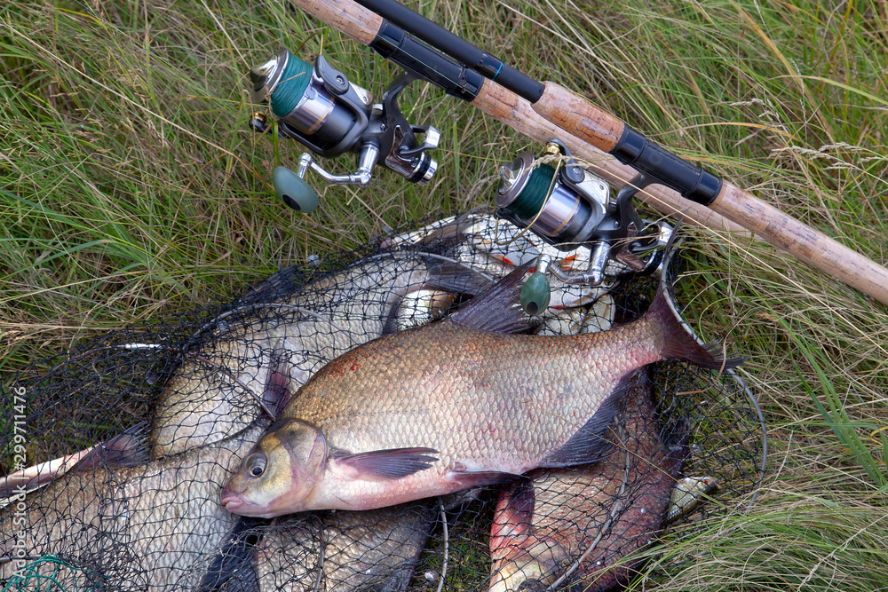 Successful fishing - big freshwater bream fish and fishing rod with reel on keepnet with fishery catch in it.. Successful fishing - big freshwater bream fish and fishing rod with reel on keepnet with fishery catch in it..