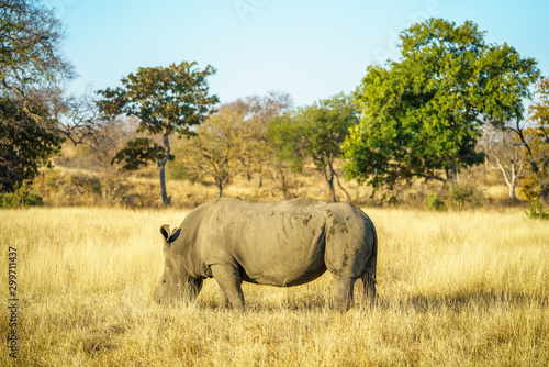white rhino without horns in kruger national park, south africa 18
