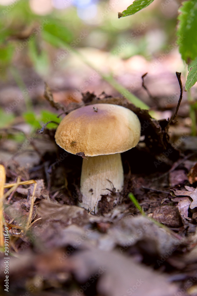 Boletus mushroom in the wild. Porcini mushroom grows on the forest floor at autumn season.. Boletus mushroom in the wild. Porcini mushroom grows on the forest floor at autumn season..