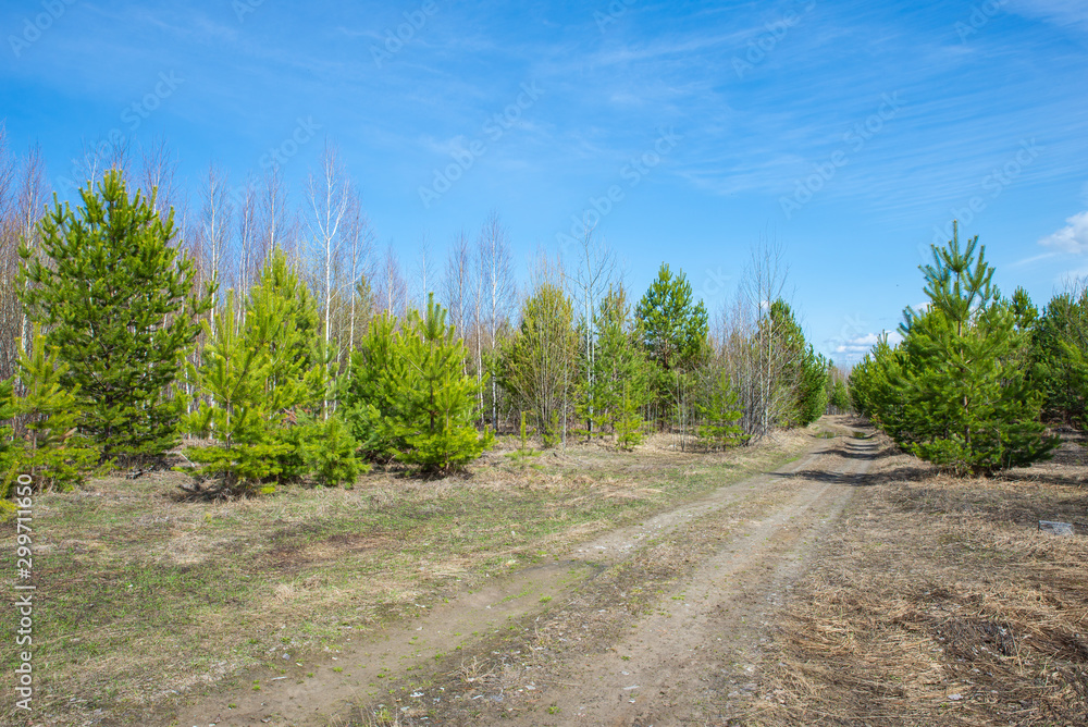 Country road in the spring forest. Country road in the spring forest.