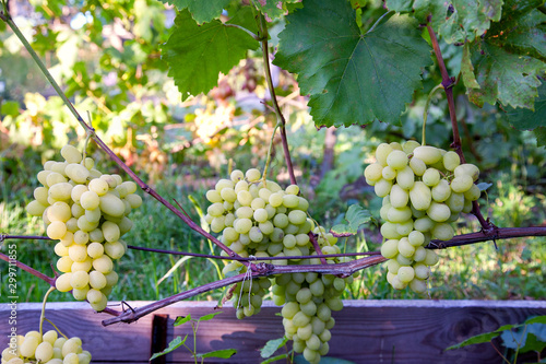 Wallpaper Mural Bunch of green grapes in the garden Torontodigital.ca