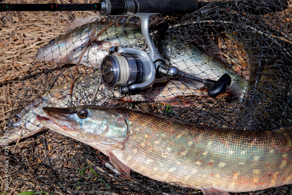 Freshwater pike fish. Freshwater pike fish lies on round keepnet with fishery catch in it and fishing rod with reel.. Freshwater pike fish. Freshwater pike fish lies on round keepnet with fishery catch in it and fishing rod with reel..