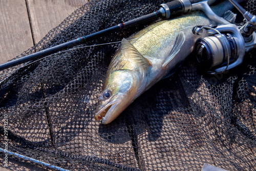 Freshwater zander and fishing equipment lies on wooden background..