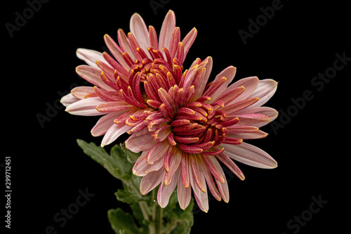 Two flowers of pink chrysanthemum, isolated on black background