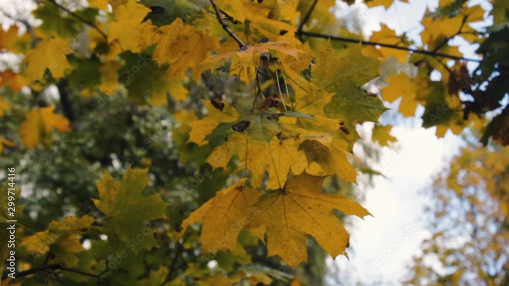 Green and yellow autumn leaves on the wind Green and yellow autumn leaves on the wind