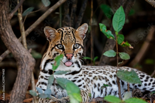 Fotografija Close up of a young Ocelot resting in the undergrowth at a river edge, facing ca