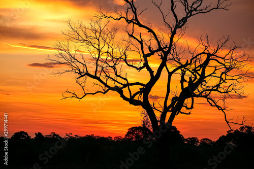 Dramatic colorful sunset sky with tree silhouette in the Pantanal wetlands, Mato Grosso, Brazil photo