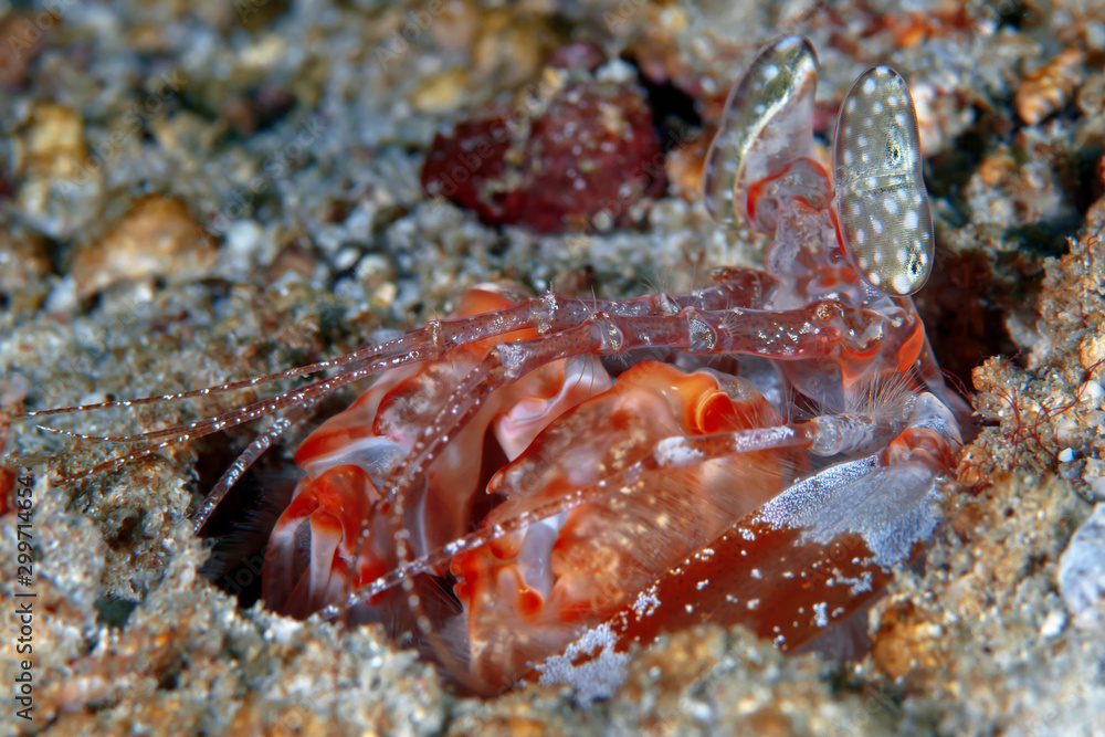 A giant mantis shrimp peeks out of its burrow, waiting for prey. Underwater photography, Philippines.