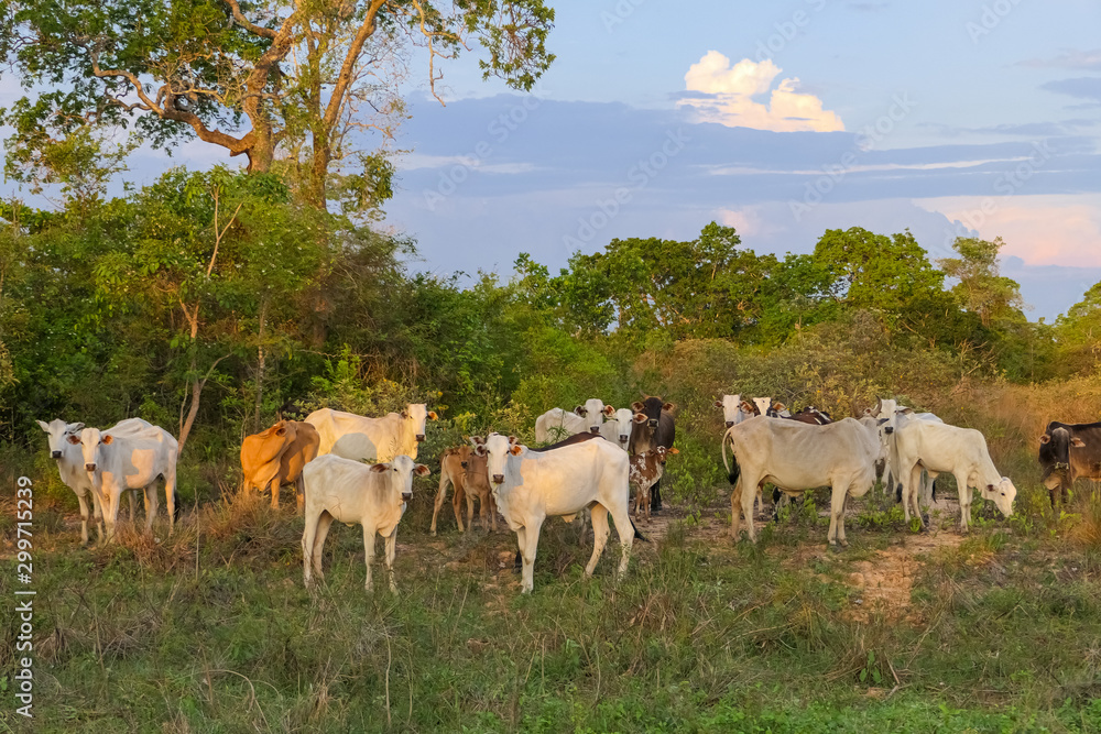 Fototapeta premium Typical Pantanal cattle standing in a green field, trees in background, facing camera, Pantanal Wetlands, Mato Grosso, Brazil