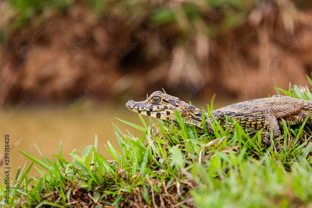 Close up of a small Yacare Caiman lying on a grassy river edge with raised head, Pantanal Wetlands, Mato Grosso, Brazil Close up of a small Yacare Caiman lying on a grassy river edge with raised head, Pantanal Wetlands, Mato Grosso, Brazil