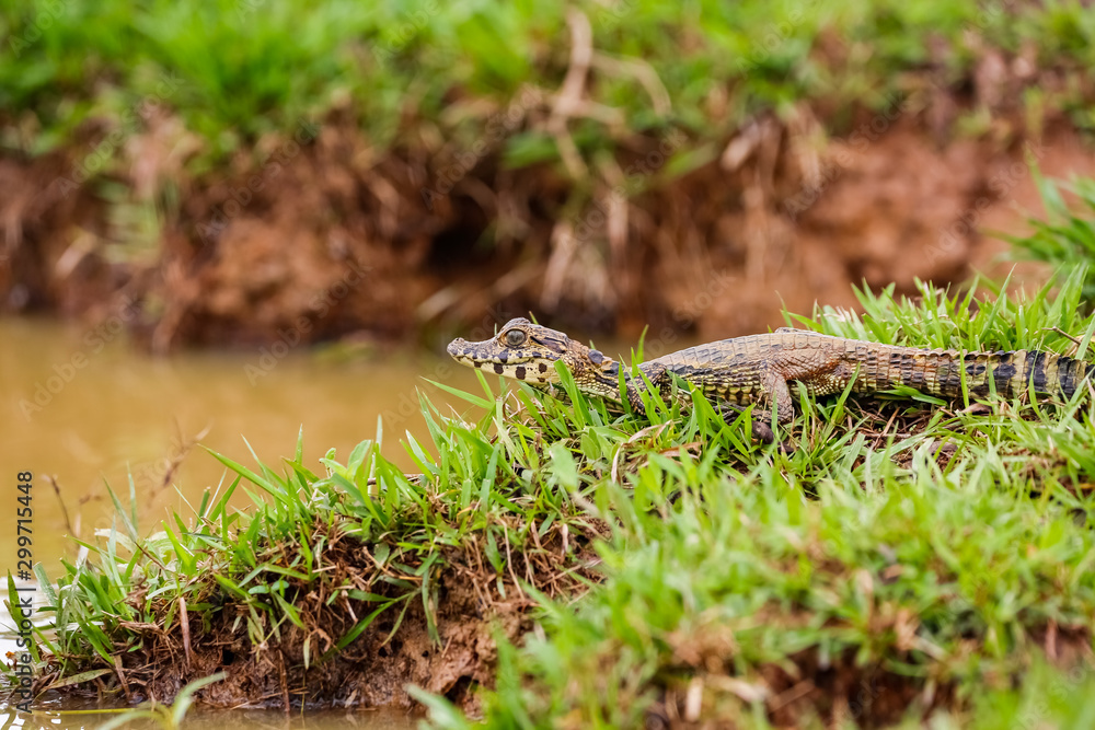 Small Yacare Caiman lying on a grassy river edge with raised head, Pantanal Wetlands, Mato Grosso, Brazil Small Yacare Caiman lying on a grassy river edge with raised head, Pantanal Wetlands, Mato Grosso, Brazil