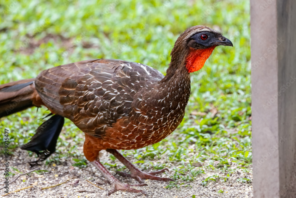 Close up of Chestnut-bellied Guan roaming on grass, Pantanal Wetlands, Mato Grosso, Brazil Close up of Chestnut-bellied Guan roaming on grass, Pantanal Wetlands, Mato Grosso, Brazil