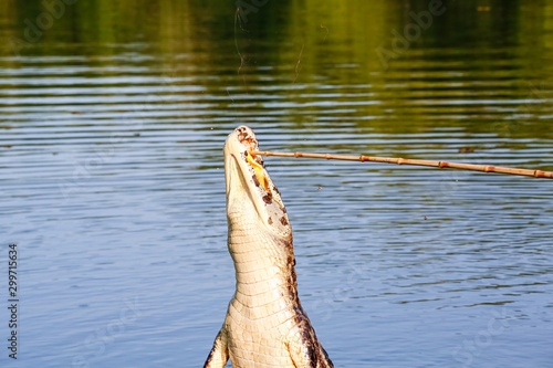 Yacare Caiman jumps out of the water to catch fish, Pantanal Wetlands, Mato Grosso, Brazil