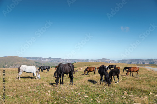 Wild Caucasian horses with their foals graze in the high-mountain meadow of the North Caucasus on a sunny day