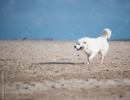 SHERPHERD PODHALE DOG PUPPY POLISH © noemie